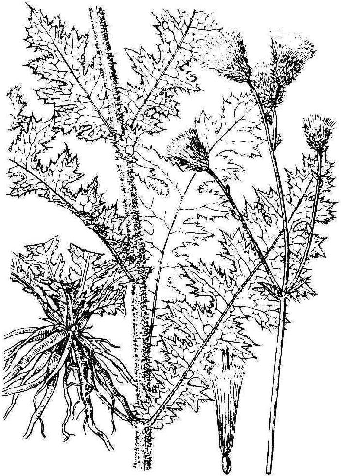 大薊